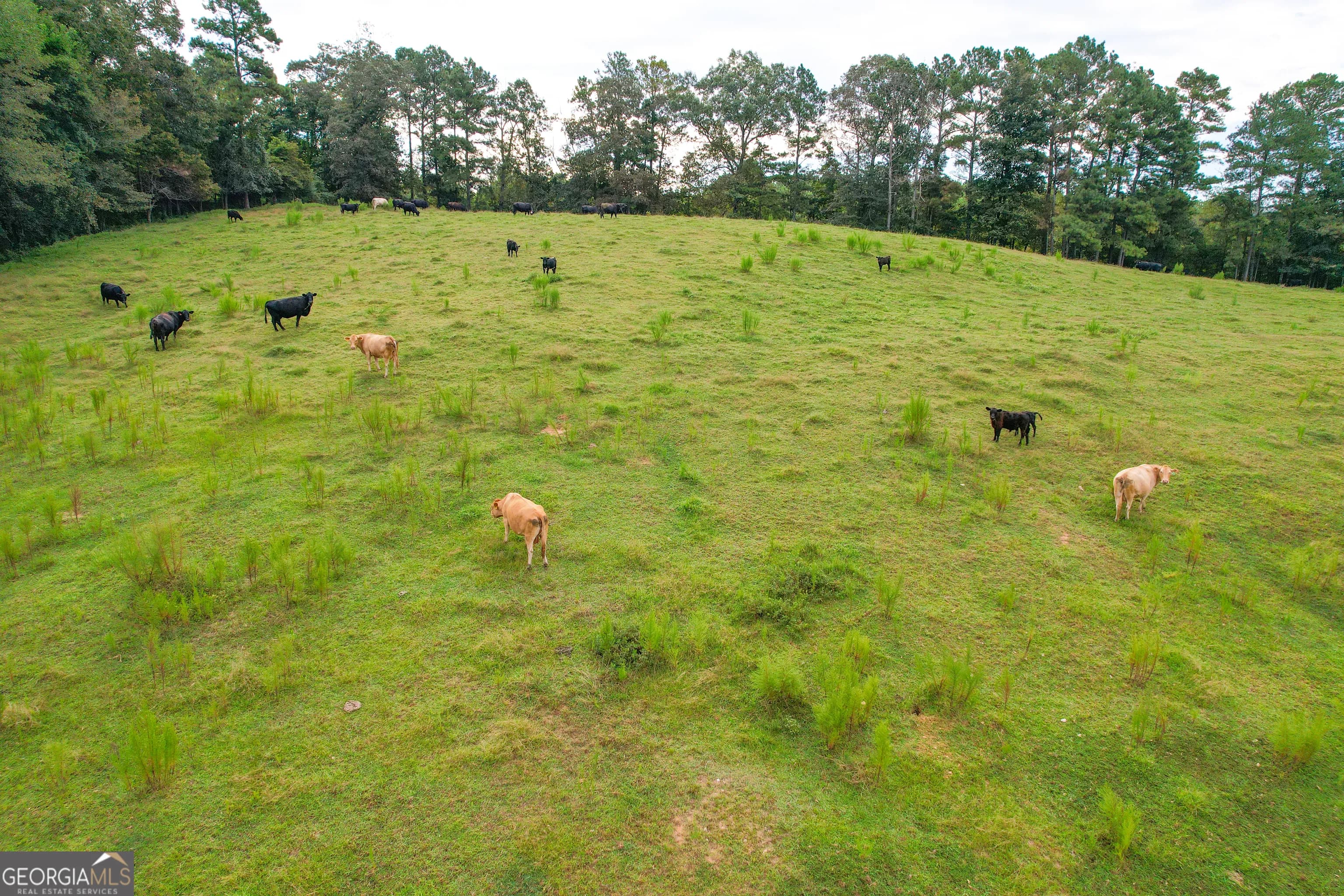 60 +/- Acres At 295 J Davis Rd — photo 13 of 36